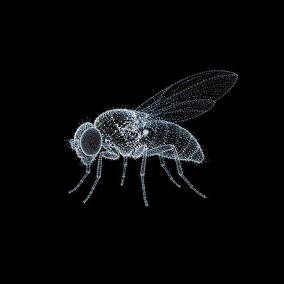 flybrain